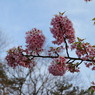 河津桜はおわり