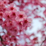 河津桜