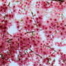 “平成最後”の河津桜