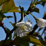 終に我が家の桜も。