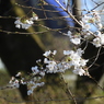 桜1