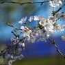 桜2