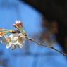 桜3