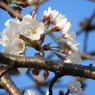 桜4