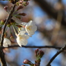 桜5