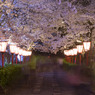 鶴山公園の夜桜