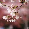 平成最後を咲く桜達～ⅱ