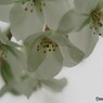 平成最後を咲く桜達～ⅴ