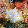 コンペイトウウミウシ