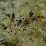 フジタウミウシ属の一種３