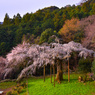 長興山紹太寺のしだれ桜