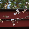 桜２