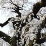 愛知県犬山市　円明寺のしだれ桜