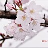 これなら絶対開花！