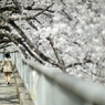 spring for tokyoites 2019