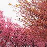 平成最後を咲く桜達～ⅵ