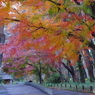 神代植物公園 ばら園テラスの紅葉