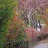 綾南公園　紅葉のトンネル