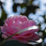 DSC_0074