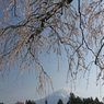 山の春