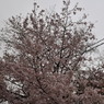 4月から桜満開