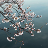 桜３