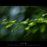 5月、烏鎮
