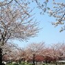 平成最後を咲く桜達～xiv
