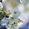 平成最後を咲く桜達～xvii