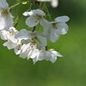 平成最後を咲く桜達～xviii