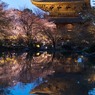 東寺の桜