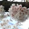 桜3