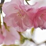 平成最後を咲く桜達～xxii