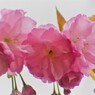 平成最後を咲く桜達～xxiii