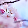 春の思い出
