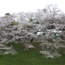 堀の桜
