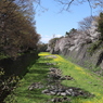 堀の桜１