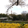 お花見5