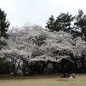お花見8