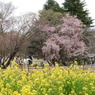お花見9