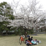 お花見13