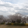 お花見14