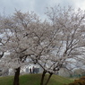 お花見15