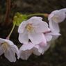 春風　ソメイヨシノ