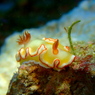 アカネサスウミウシ