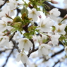 大島桜
