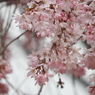 枝垂れ桜2