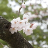 さくら13