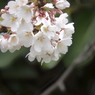 さくら14