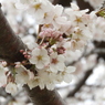 さくら15